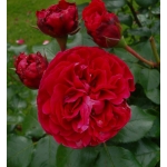 Red Leonardo da Vinci (Ред Леонардо да Вінчі) 